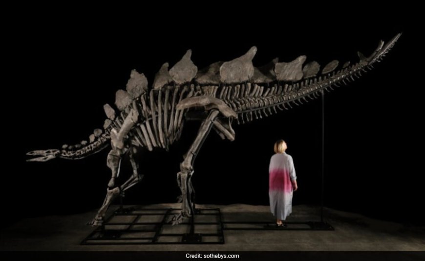 World's Largest Stegosaurus Skeleton Put On Action, May Fetch $4-6 Million