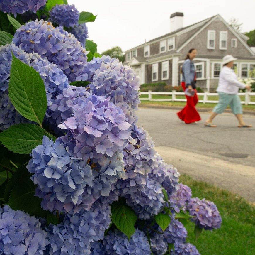 Why Hydrangeas Are Blooming Spectacularly in the Northeast This Summer