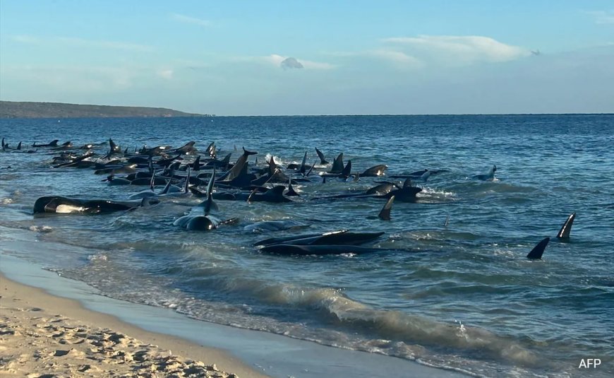 "Difficult Situation": Over 70 Whales Found Stranded On Scotland Island