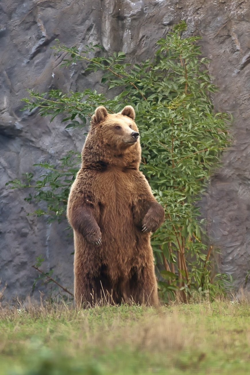 Romania Approves Culling Of Nearly 500 Bears After Deadly Hiker Attack