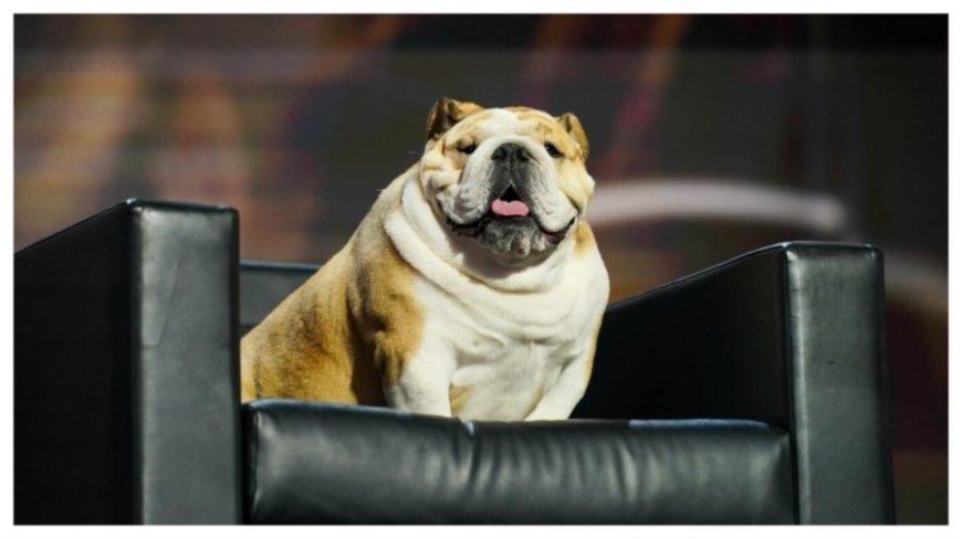 West Virginia Gov. Jim Justice appears on convention stage with pet bulldog Babydog 