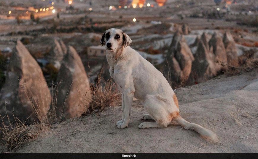 Turkey Introduces 'Massacre Law' To Remove Stray Dogs From Streets