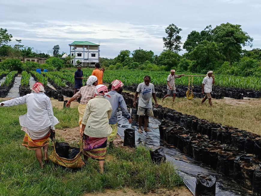 In India’s Assam, ‘hopes dashed’ for high returns on oil palm production