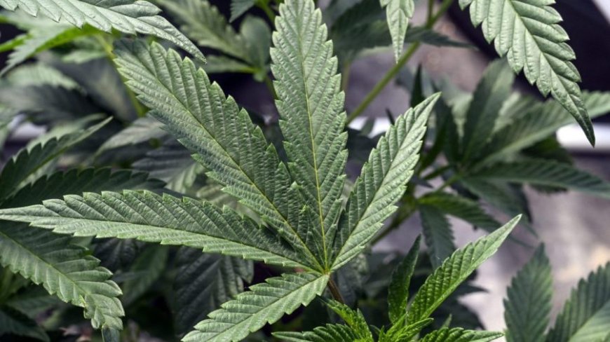 GOP protests marijuana rescheduling 