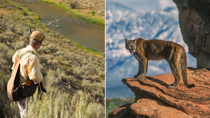 Colorado residents to vote on hunting ban of mountain lions, other wild cats