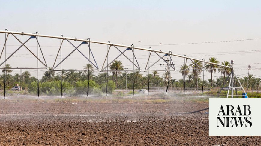 Farmers innovate to save Iraq’s rice production