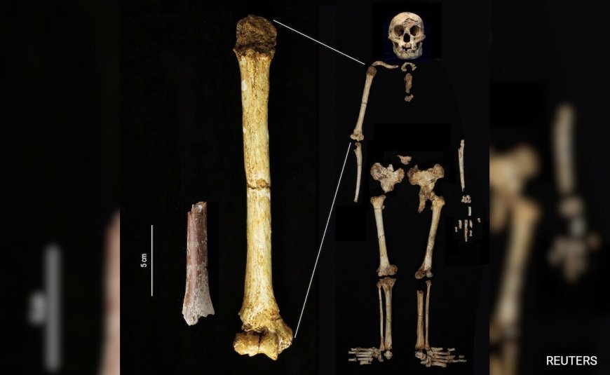 Discovery Of Tiny Arm Bone Sheds Light On Mysterious ''Hobbit'' Humans