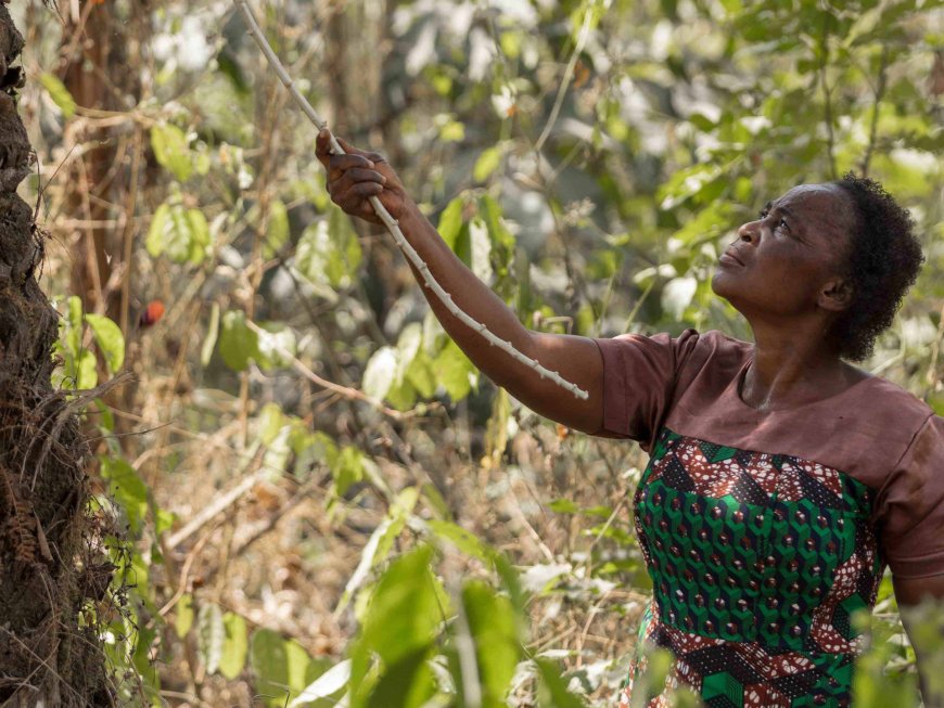 The Forest Women of Afi in Nigeria