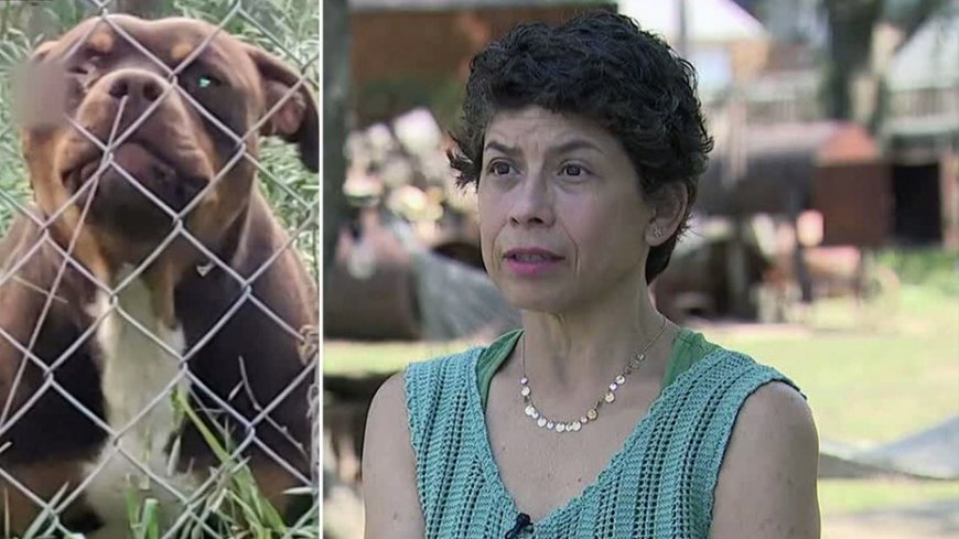 Texas family shoots pit bulls who attacked, killed their livestock: 'I live in fear for my life'