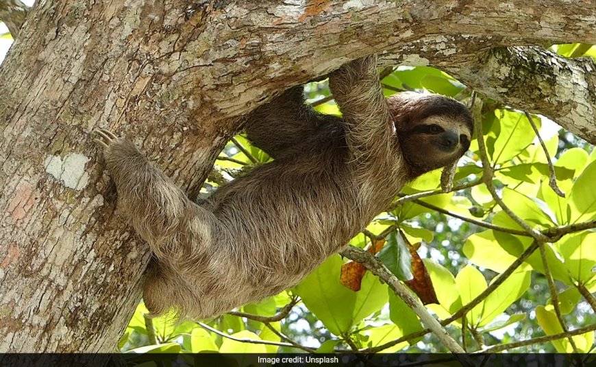 Sloth Borne Virus That Has Killed People In Their 20s Spreading In Europe