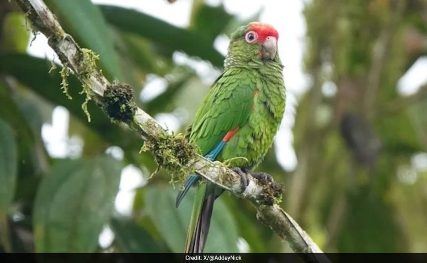 "Work Somewhere Else": Ecuador's Narco Violence Threatens Scientists