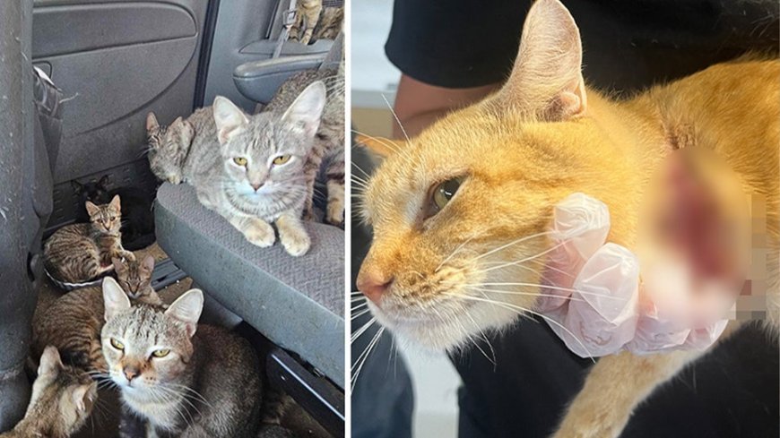 Dozens of cats in Iowa rescued from van amid heat wave after living in 'heartbreaking' conditions