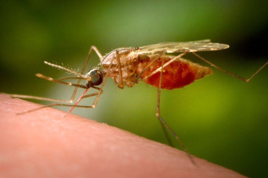 These states have the most cases of West Nile, the virus that left Dr. Fauci hospitalized