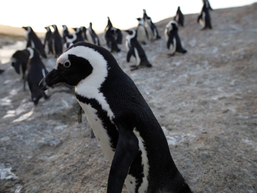 Penguins on the precipice: Survival in the ‘noisiest bay in the world’