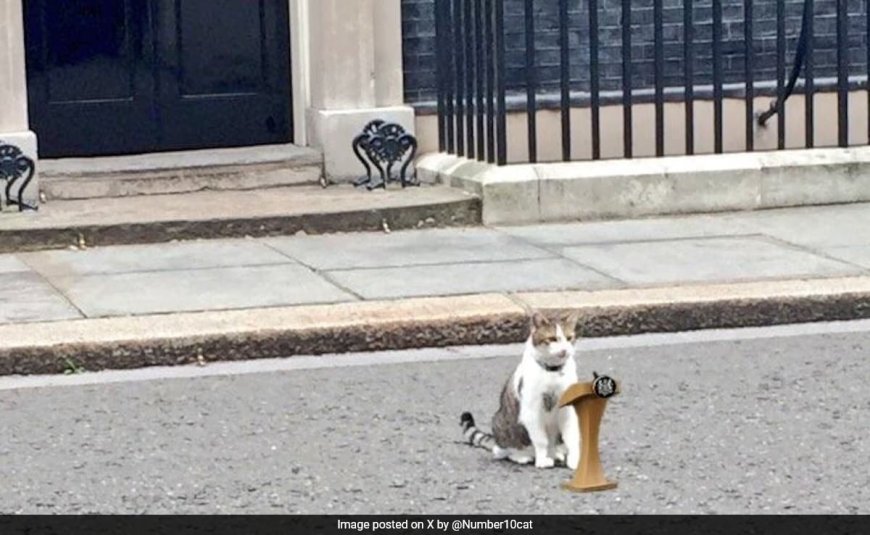 Larry, The 10 Downing Street Cat In UK, Gets A 'Russian' Rival 'JoJo'