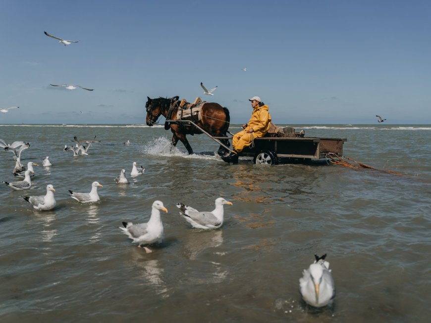 ‘Kings of the world’: The last of the horseback shrimp fishers