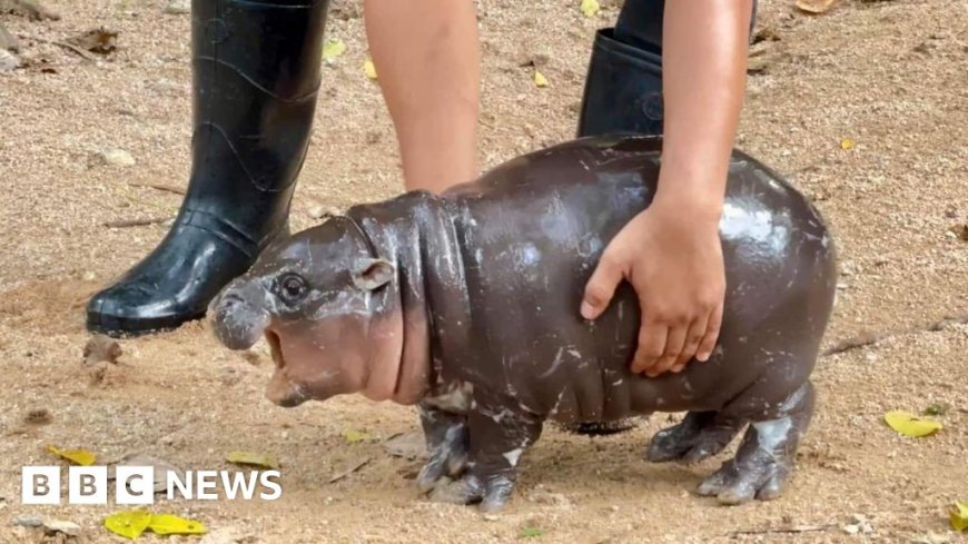 A baby hippo is going viral - and paying the price