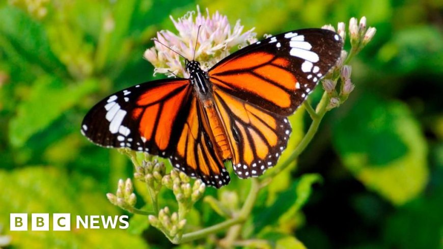 Butterfly thieves handed $200,000 fine