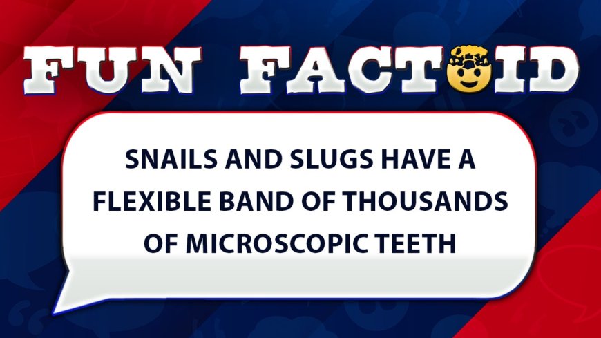 Fun Facts: Snails actually have thousands of teeth