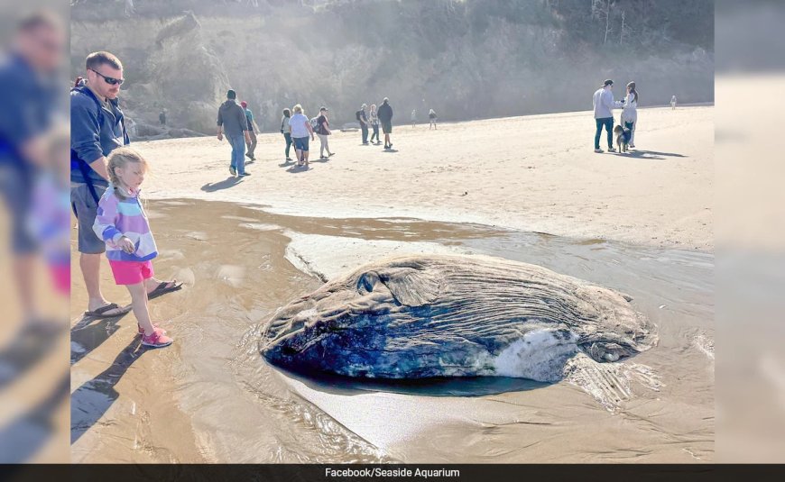 "Quite a Stir": Strange Fish With Alien Features Found On US Beach