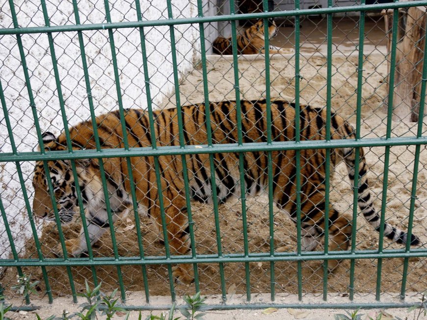 Bird flu suspected of killing dozens of captive tigers in Vietnam