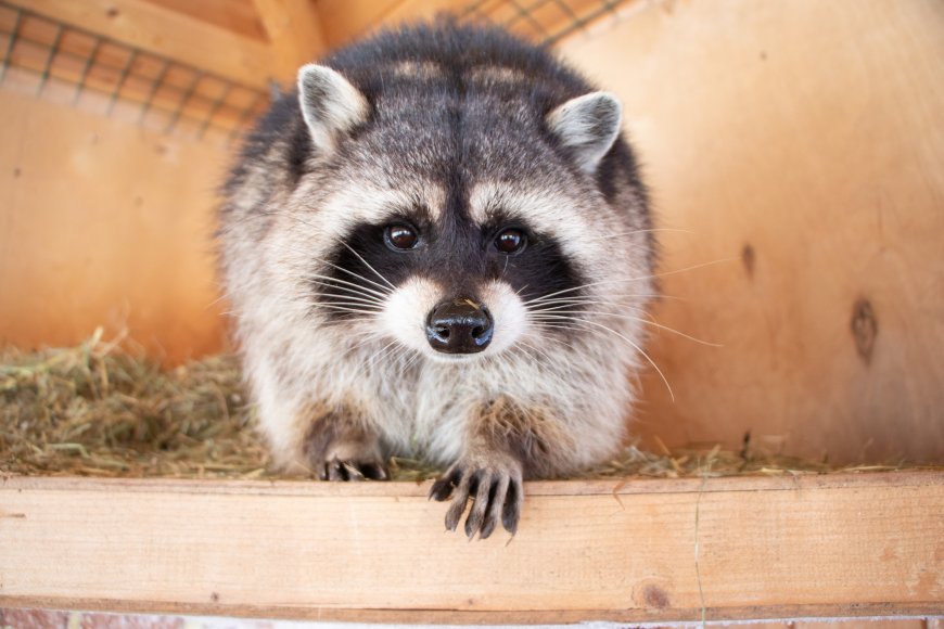 Poop, Pee And Raccoons: US Family Faces Rs 84 Lakh Repair Bill