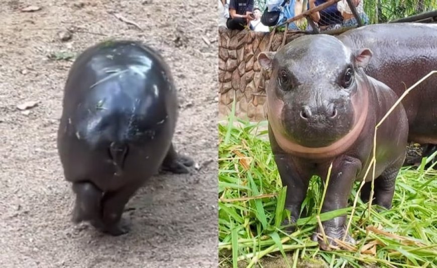 Watch: Viral Pygmy Hippo 'Moo Deng' Stuns Internet With 'Moonwalk'